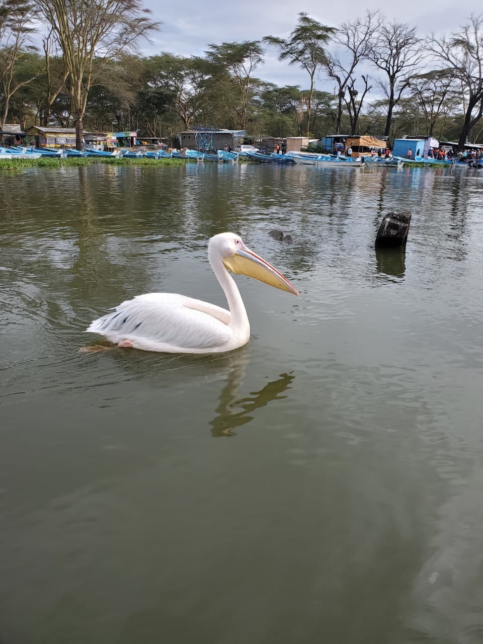 Savannah Waters - Life-giving water source in African Savannah